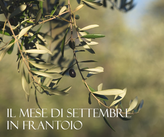 Il mese di Settembre nel Frantoio Olive Marco | Attesa e operosità tra gli olivi