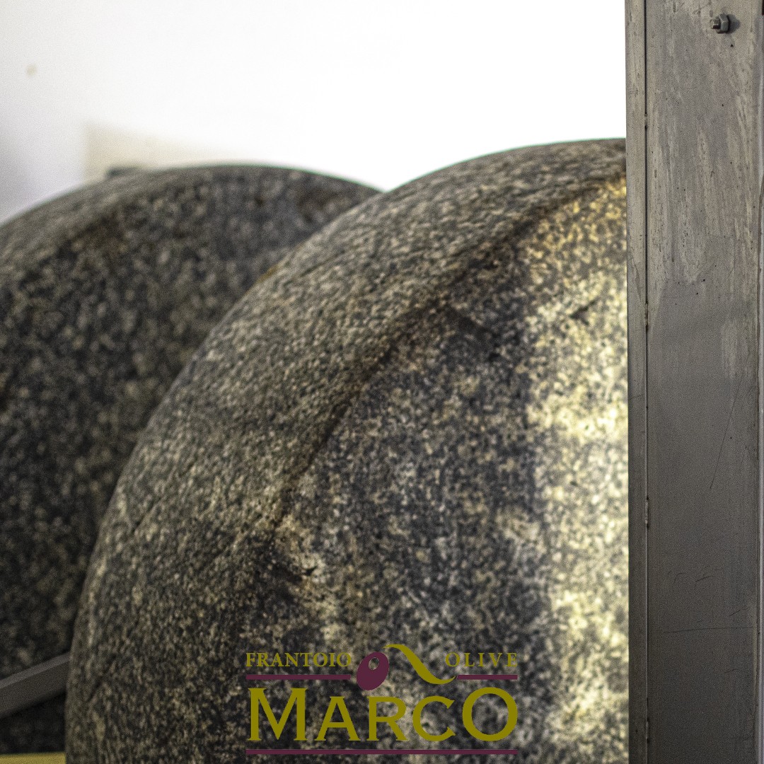 Il mese di Settembre nel Frantoio Olive Marco | Attesa e operosità tra gli olivi